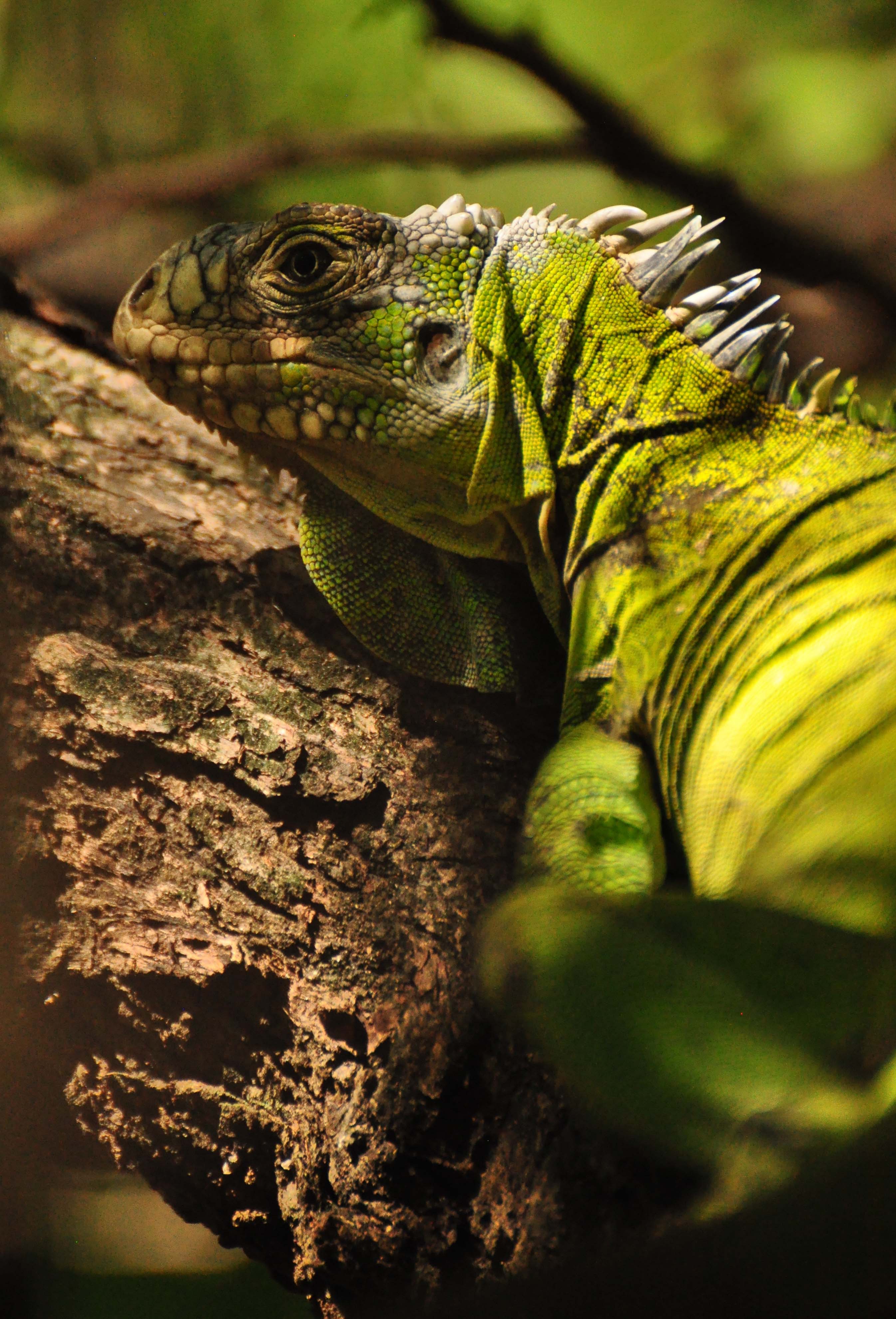 iguana delicatissima